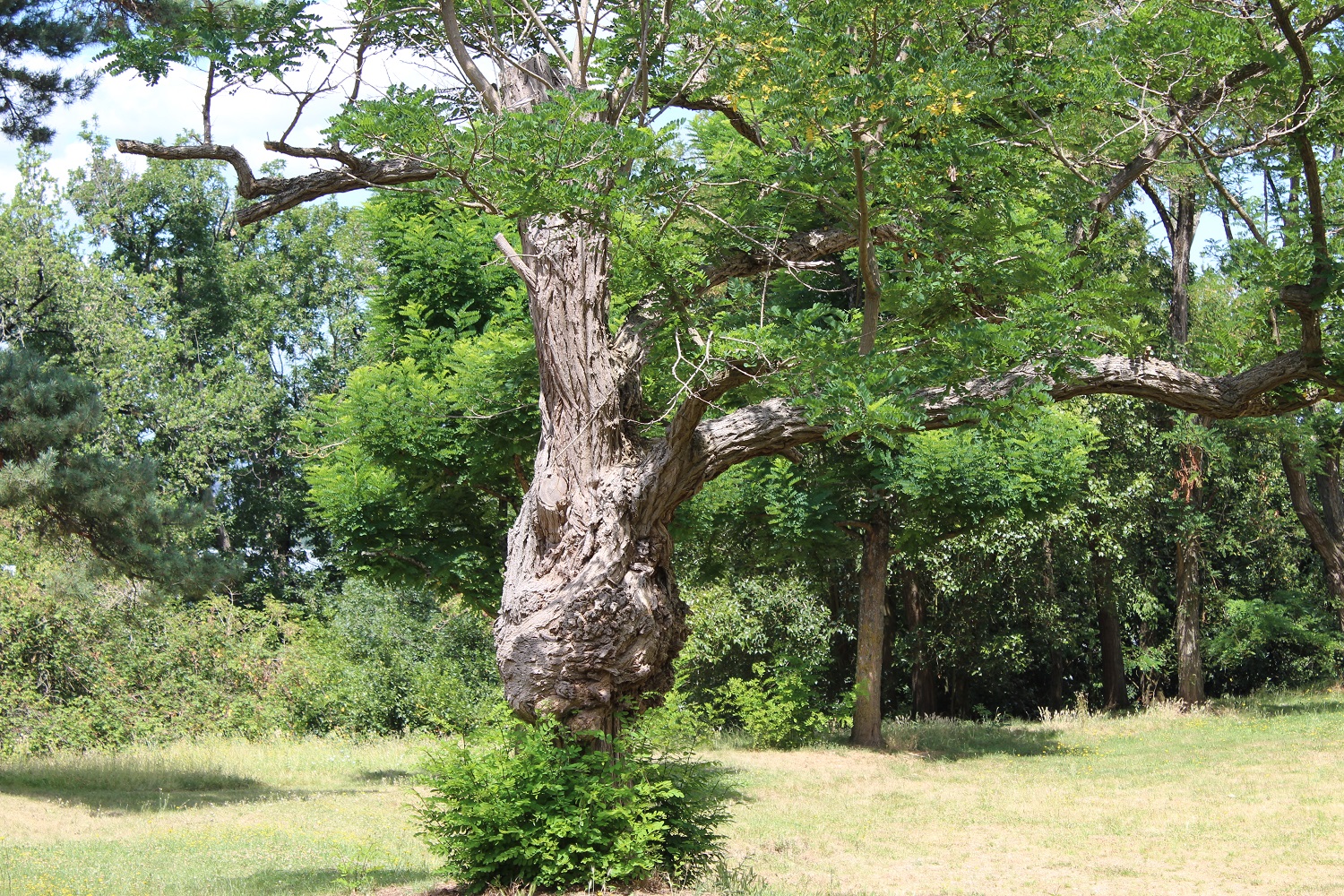 arbre étonnant à Beausite