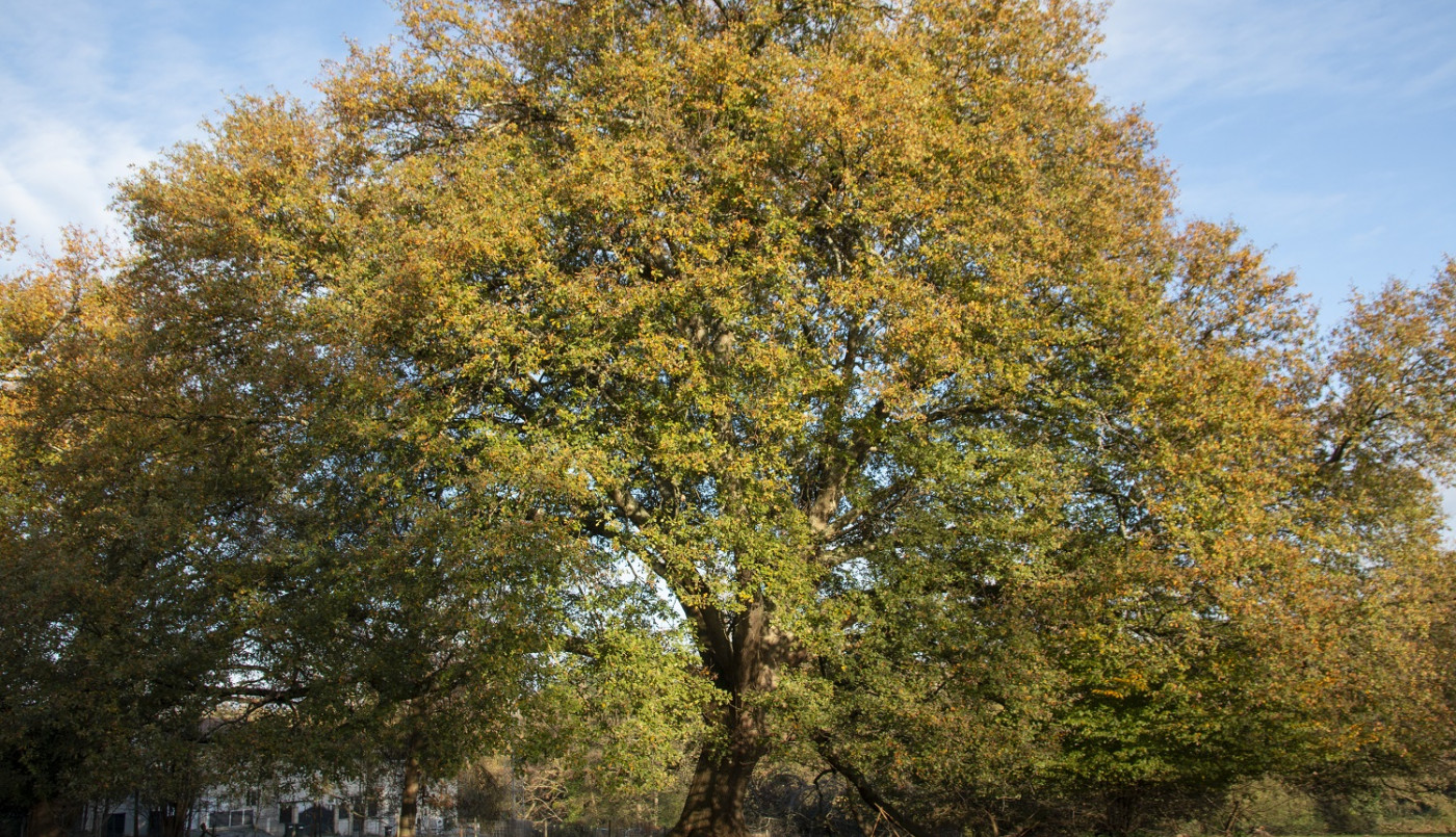 arbre-remarquable-france-cenon-triboulet