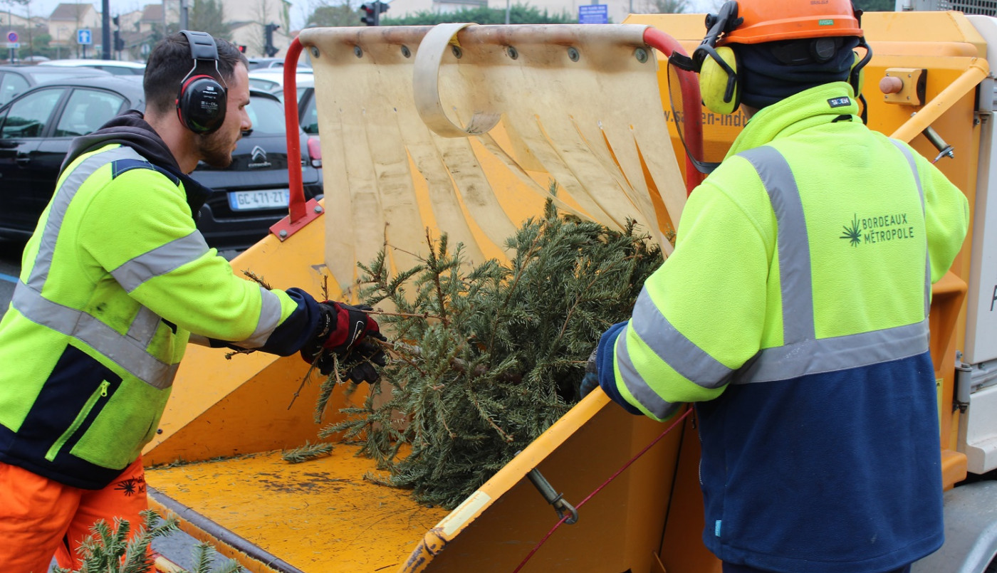 Valorisation des sapins de Noël