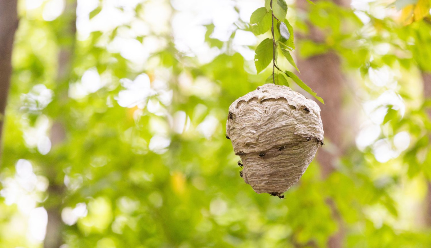 Lutte contre le frelon asiatique