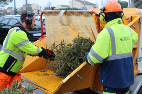 Valorisation des sapins de Noël