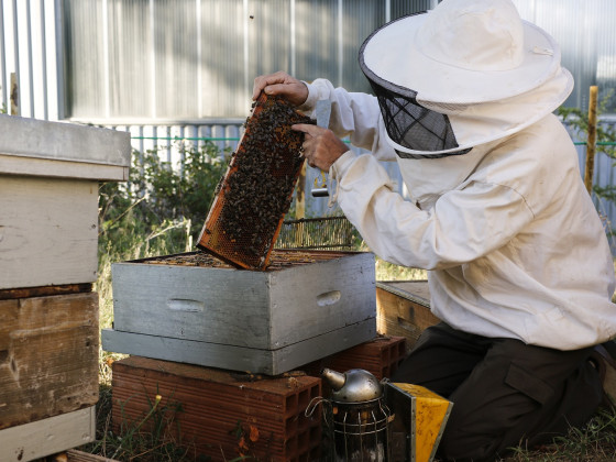 20000 abeilles par ruche